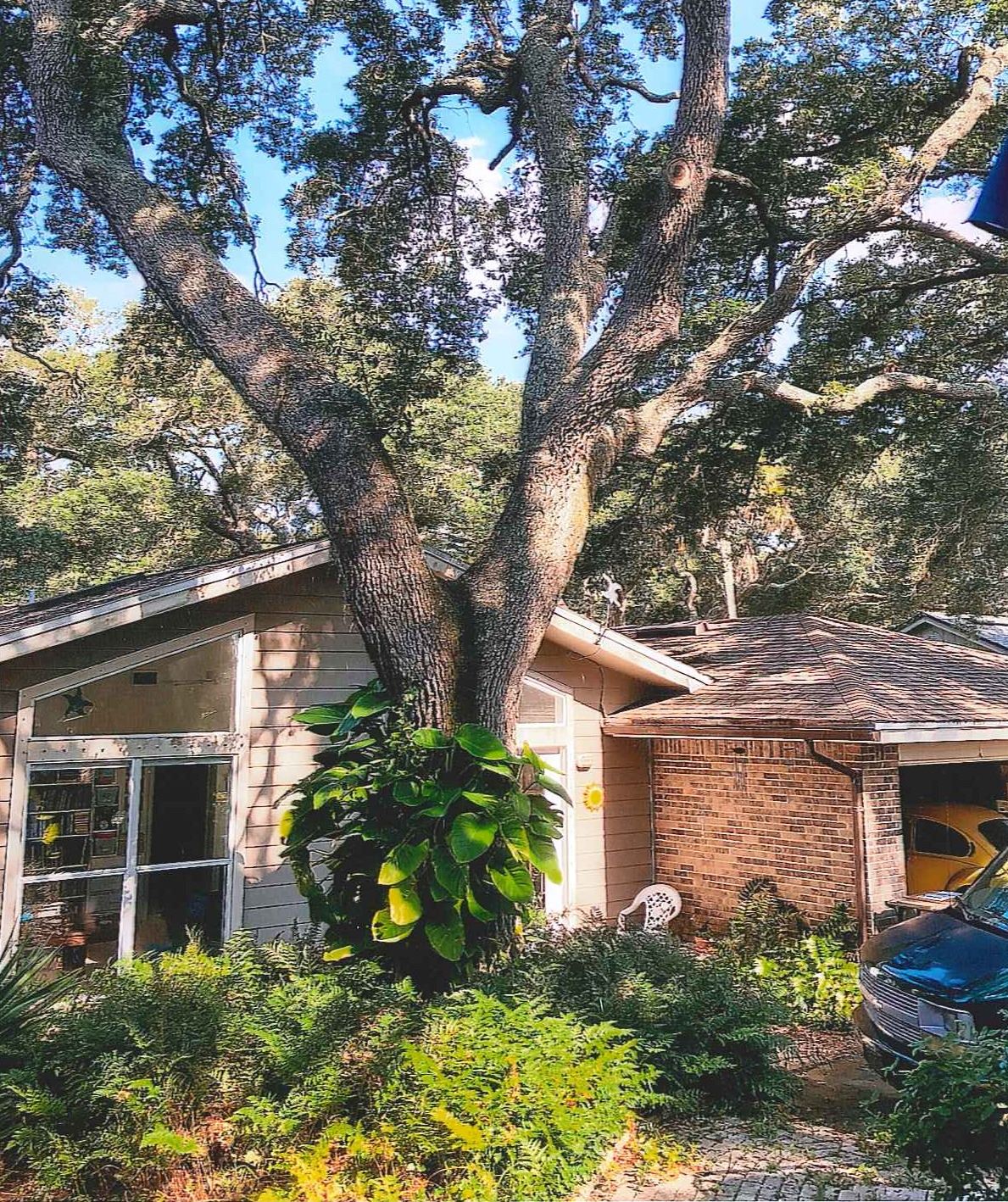 Heritage Tree Pics_Page_1