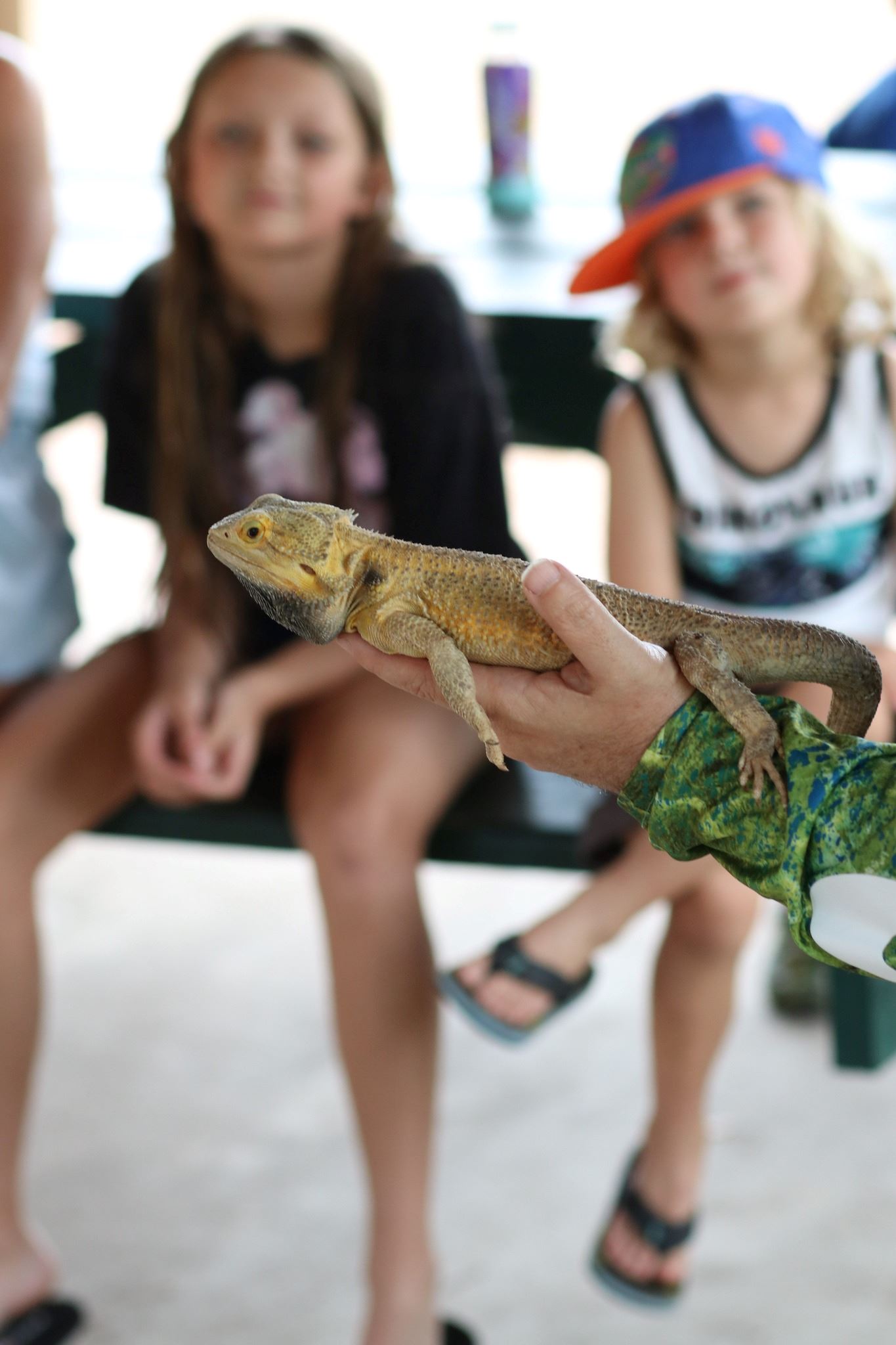 Wild Wonders - reptile